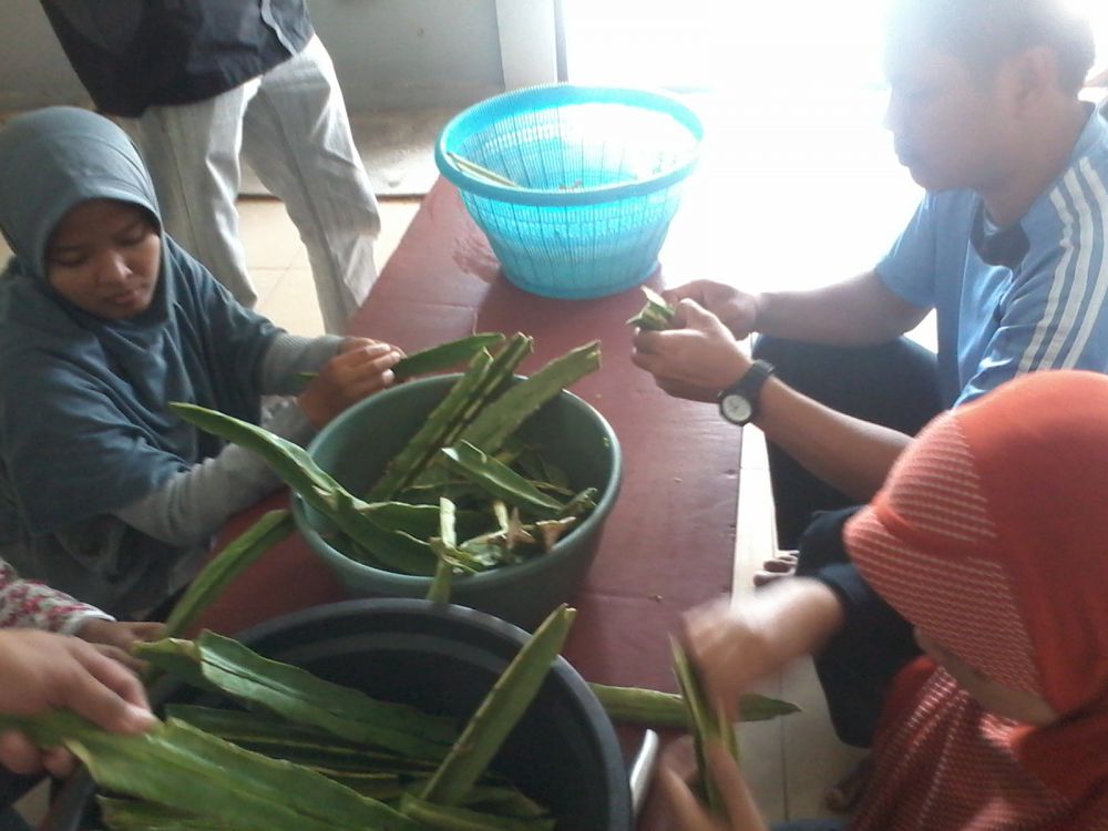 Ini manfaat pohon buah naga yang belum diketahui khalayak