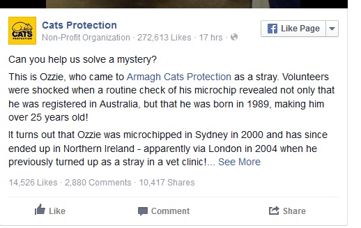 Kucing menempuh perjalanan 17.000 km ditemukan di Irlandia Utara