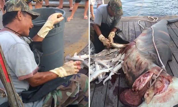 VIDEO: 34 bayi hiu kepala martil dikeluarkan dari perut induknya