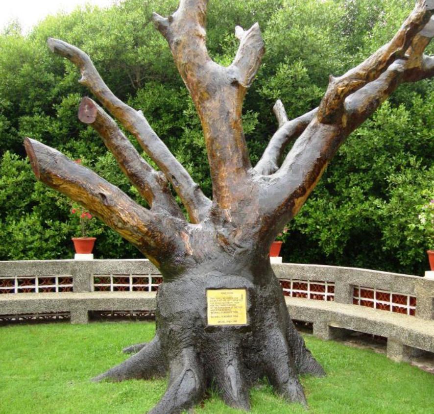 Pohon mindi yang diawetkan ini dulunya tempat eksekusi masa PD II