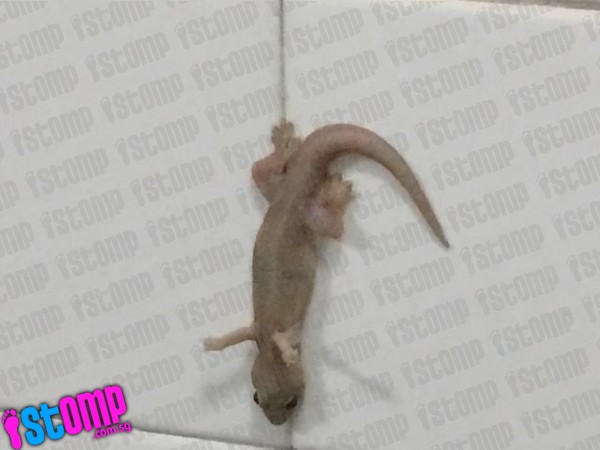 Ada yang aneh dengan cicak ini, apa ya?