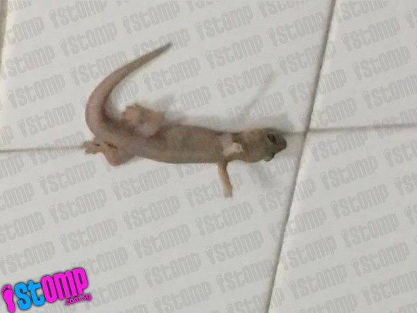 Ada yang aneh dengan cicak ini, apa ya?