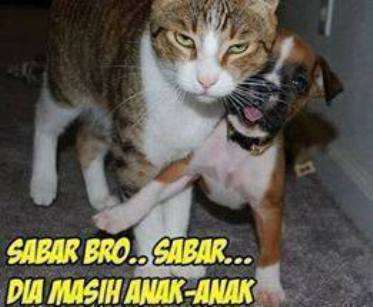 25 Meme  kucing  yang imut ngegemesin dan bikin ketawa