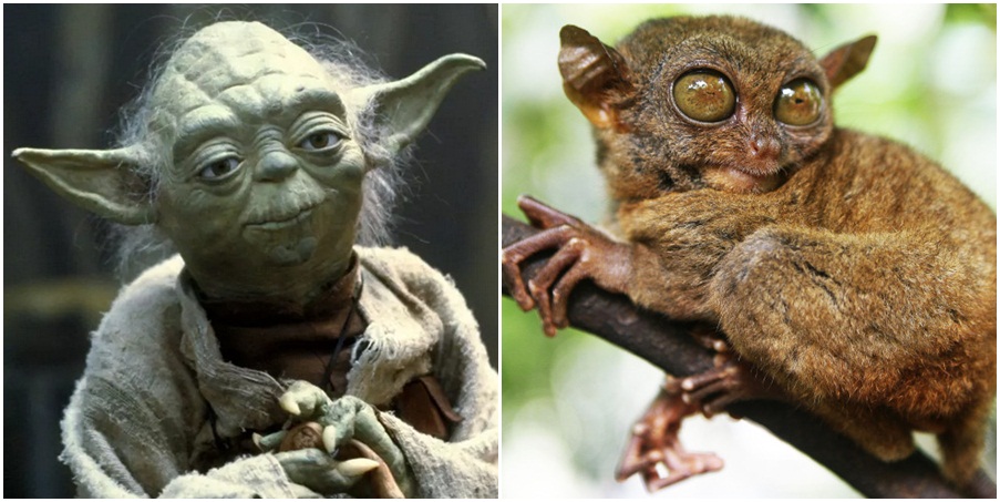 Ternyata inspirasi Yoda Star Wars berasal dari makhluk di Indonesia
