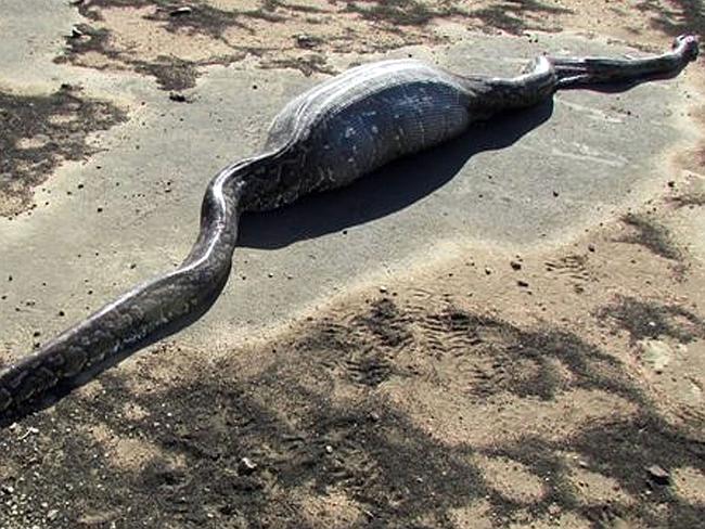Telan landak 12,7 kg, ular Piton mati perutnya ketancep banyak duri