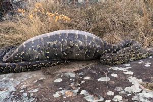 Telan landak 12,7 kg, ular Piton mati perutnya ketancep banyak duri