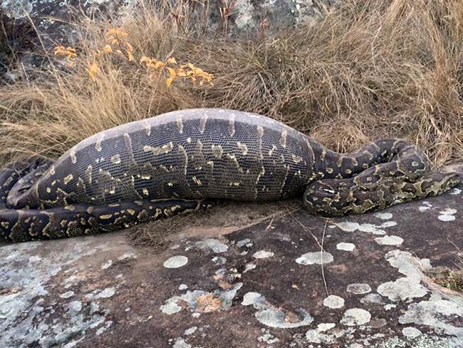 Telan landak 12,7 kg, ular Piton mati perutnya ketancep banyak duri