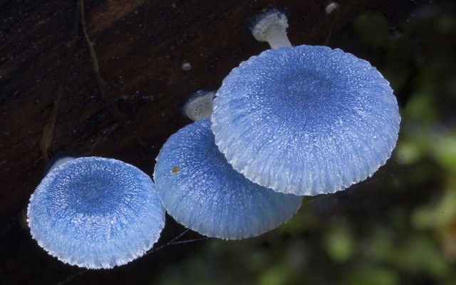 Aneka jamur unik Australia dalam bidikan lensa, sangat menakjubkan!