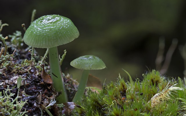 Aneka jamur unik Australia dalam bidikan lensa, sangat menakjubkan!