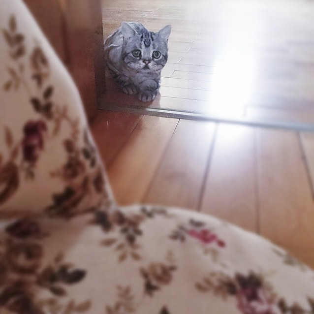 Ini Luhu, si kucing paling sedih sedunia tapi punya 40.000 follower