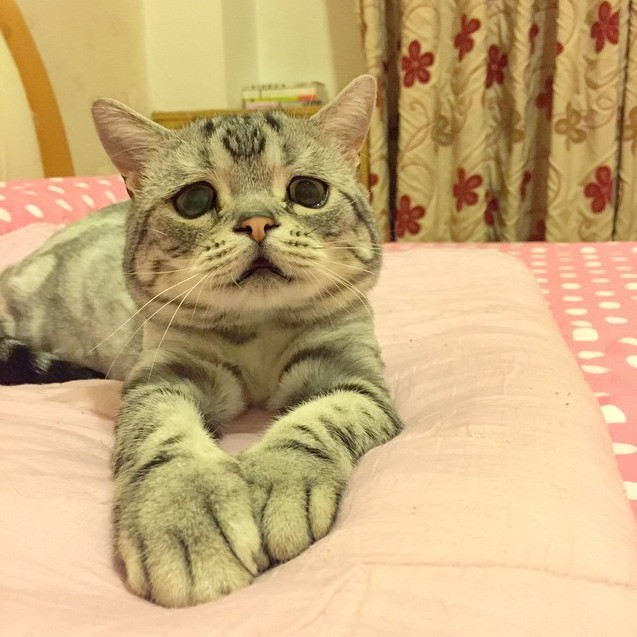 Ini Luhu, si kucing paling sedih sedunia tapi punya 40.000 follower