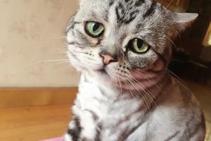 Ini Luhu, si kucing paling sedih sedunia tapi punya 40.000 follower
