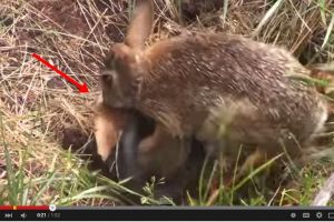 VIDEO: Gila! Induk kelinci serang seekor ular demi lindungi bayinya