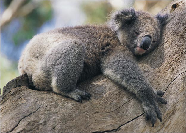 Alasan ilmiah koala suka memeluk pohon & jarang mencari air minum