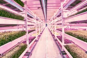 Ini sawah bawah tanah pertama di dunia, sungguh kreatif dan canggih!