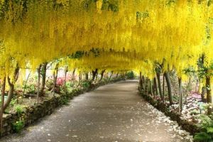 Menakjubkannya 7 terowongan pohon ini, bikin nggak mau pulang!