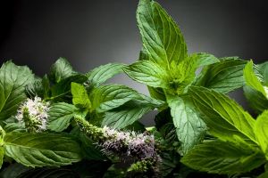 7 Daun yang bisa merawat kecantikan kulit kamu