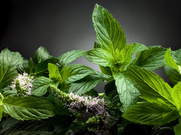 7 Daun yang bisa merawat kecantikan kulit kamu