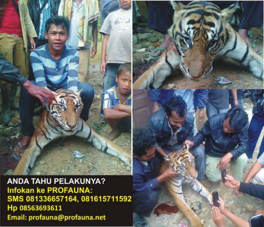 Setelah Orangutan, muncul lagi pembantaian harimau Sumatera