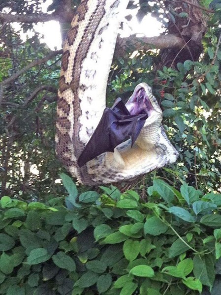 Bukan editan, foto keganasan ular piton telan kelelawar raksasa