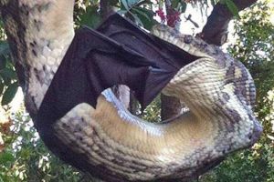 Bukan editan, foto keganasan ular piton telan kelelawar raksasa