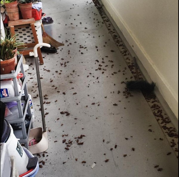 Nggak mandi 10 tahun, tubuh lansia ini dikerubungi kutu & kecoak Nggak mandi 10 tahun, tubuh lansia ini dikerubungi kutu & kecoak