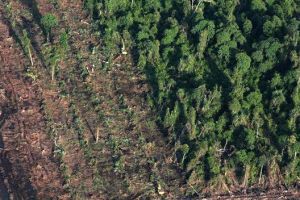 Penggunaan drone bisa turut mengatasi kerusakan hutan