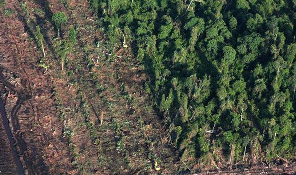 Penggunaan drone bisa turut mengatasi kerusakan hutan