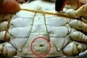 Hati-hati bila ada lubang mencurigakan saat beli kepiting mentah