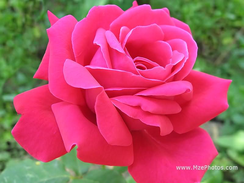15 Jenis bunga mawar dan kepribadian orang yang menyukainya