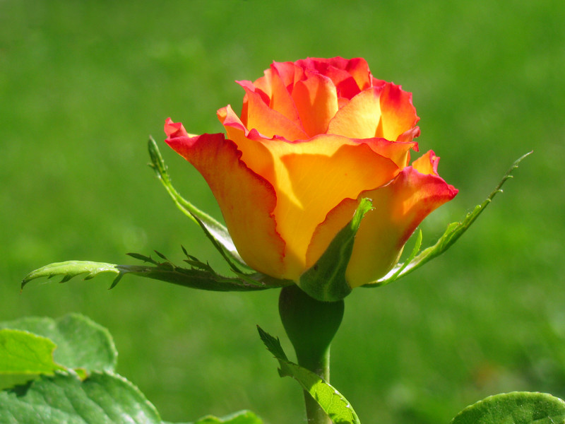 15 Jenis bunga mawar dan kepribadian orang yang menyukainya