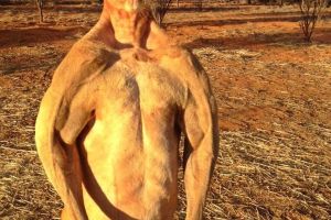 Kanguru & jerapah kekar berotot, jadi tambah 'macho', bukan?