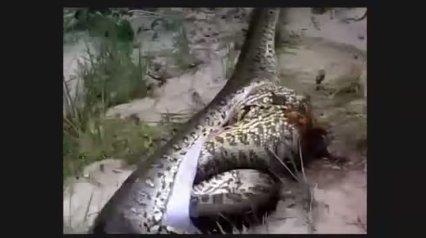 VIDEO: Anakonda mati usai menelan anakonda lainnya