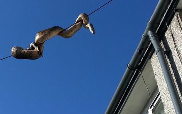 Piton mematikan bergelantungan di kabel permukiman, bikin heboh warga!