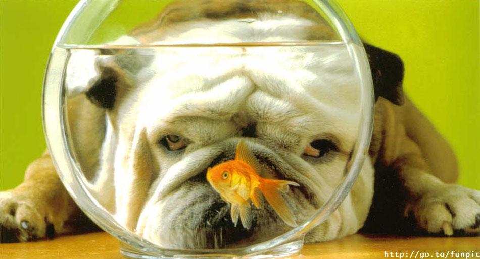 Usir stres kamu dengan melihat potret-potret lucu hewan ini