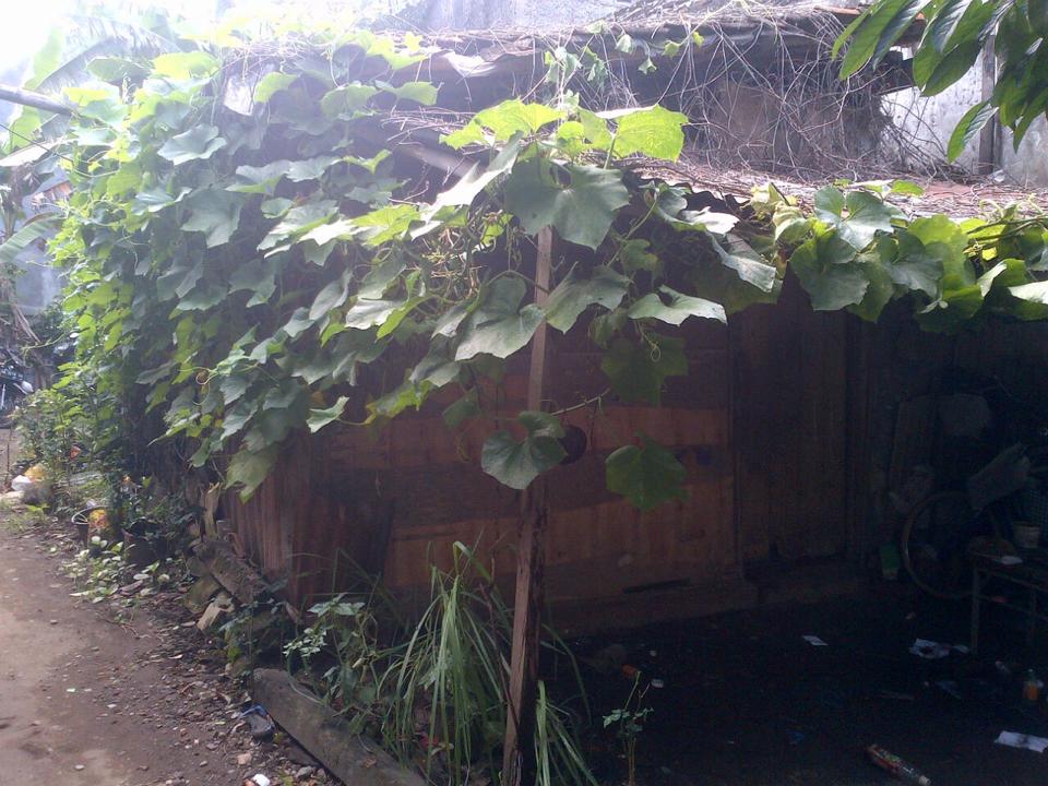 Dari rumah reot 4x5 m ini, Aminin anak PKL penjual buah lulus UGM Dari rumah reot 4x5 m ini, Aminin anak PKL penjual buah lulus UGM