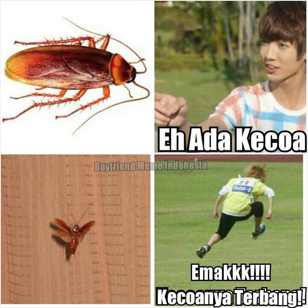 Ini 21 meme kecoak terbang buat kamu yang ngaku pemberani