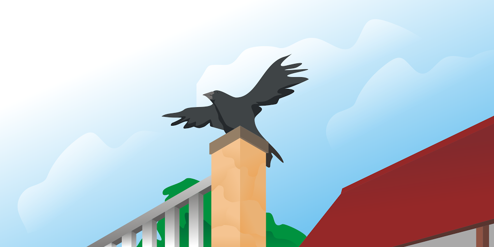 Video Burung Ini Pintar Sekali Cari Ikan Pakai Umpan Roti