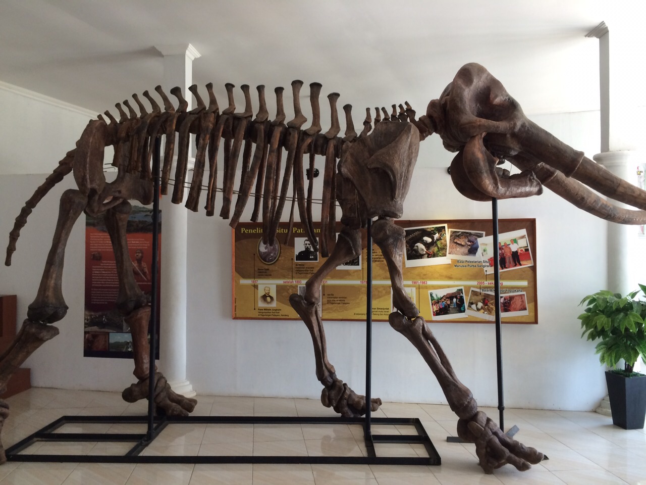 Fosil gajah raksasa 1,5 juta tahun lalu ditemukan di Kudus