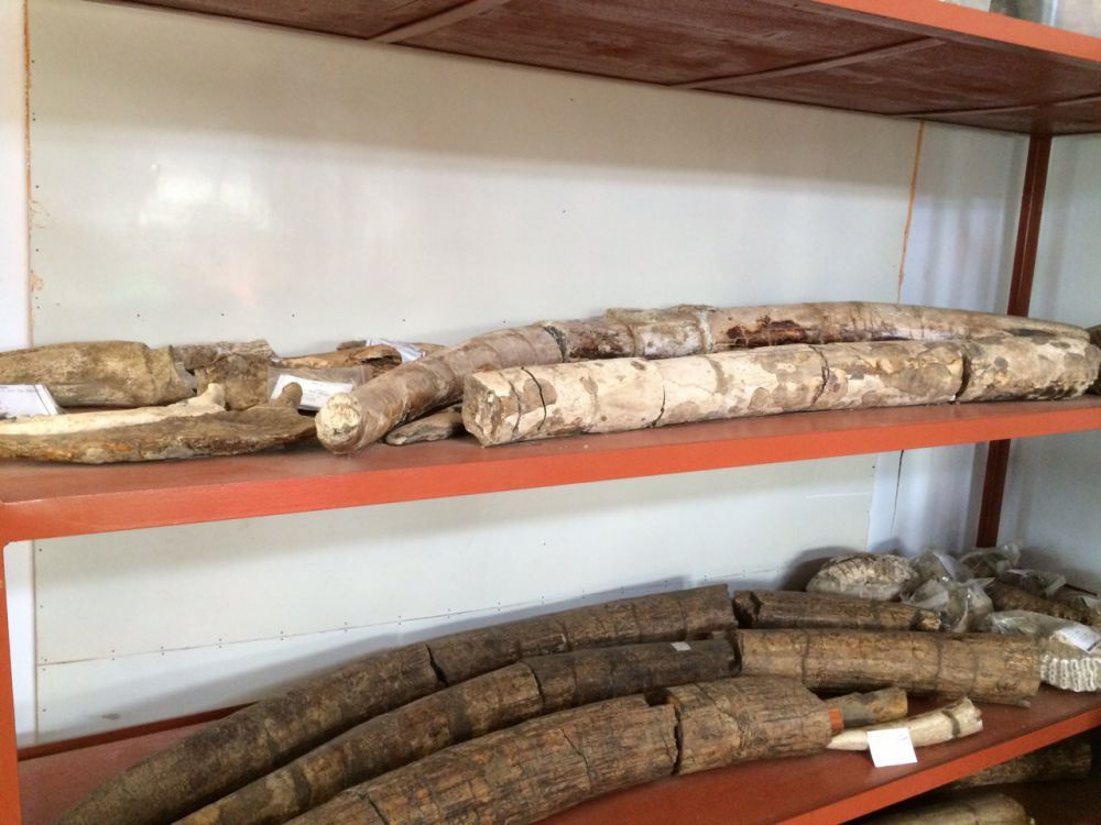 Patiayam, situs purbakala baru yang kini sudah simpan 2.471 fosil
