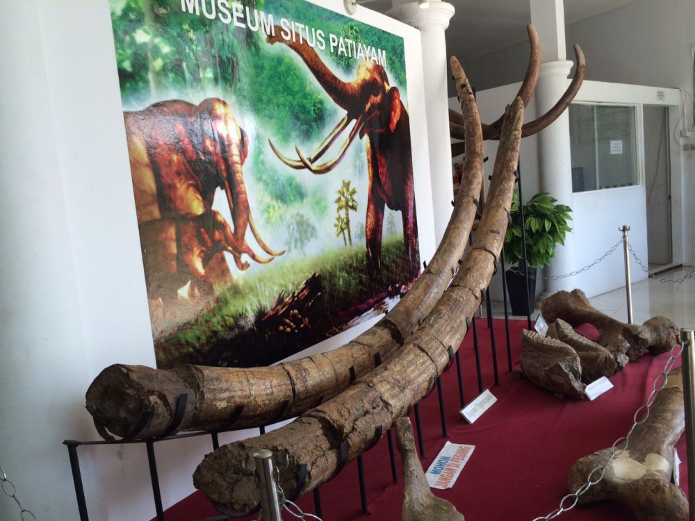 Patiayam, situs purbakala baru yang kini sudah simpan 2.471 fosil Patiayam, situs purbakala baru yang kini sudah simpan 2.471 fosil