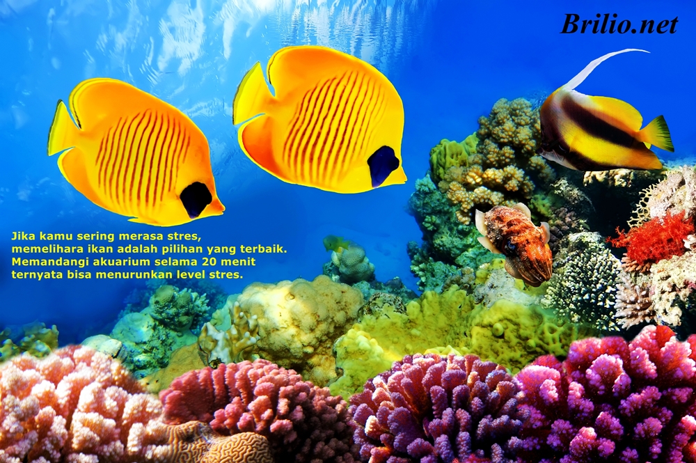 5 Hewan yang pantas kamu pelihara karena manfaat kesehatannya