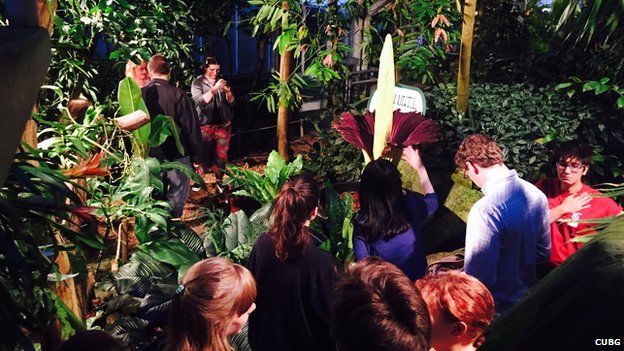 Ribuan warga Inggris terpikat bau busuk bunga bangkai Sumatera