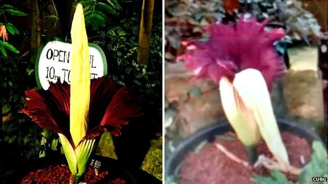 Ribuan warga Inggris terpikat bau busuk bunga bangkai Sumatera Ribuan warga Inggris terpikat bau busuk bunga bangkai Sumatera