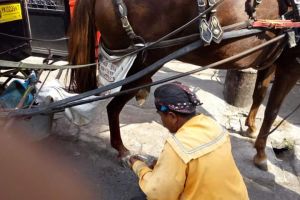Diduga kelelahan, kuda ini terperosok saat angkut bule