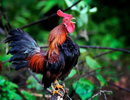 Studi: Kokok ayam diatur sesuai urutan strata sosialnya