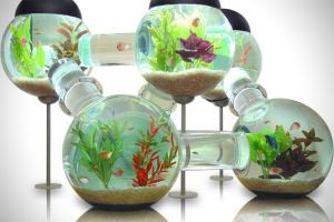 Penelitian mengungkap melihat ikan di akuarium baik untuk kesehatan