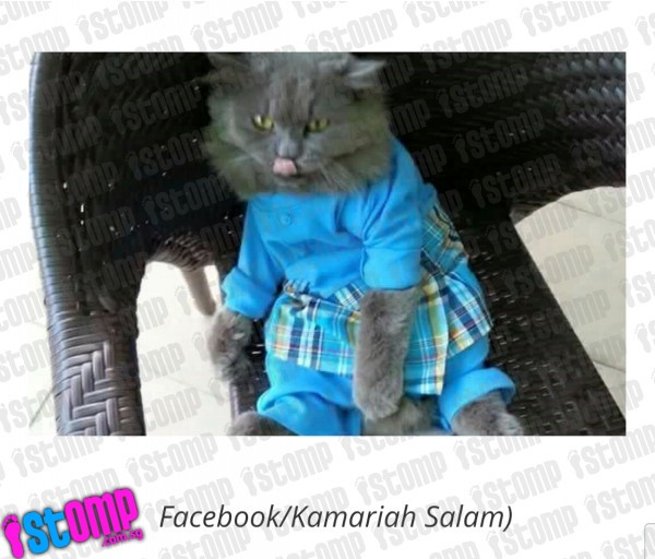 Di Singapura kucing pun merayakan hari raya dengan gaya trendi