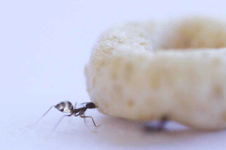 Bagaimana ya cara semut membawa makanan besar?