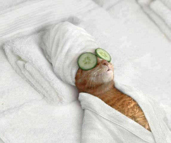 20 Gambar hewan bertingkah mirip manusia ini bakal menghiburmu